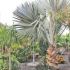 Tenerife 12